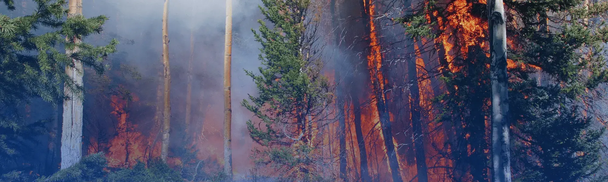 wildfire