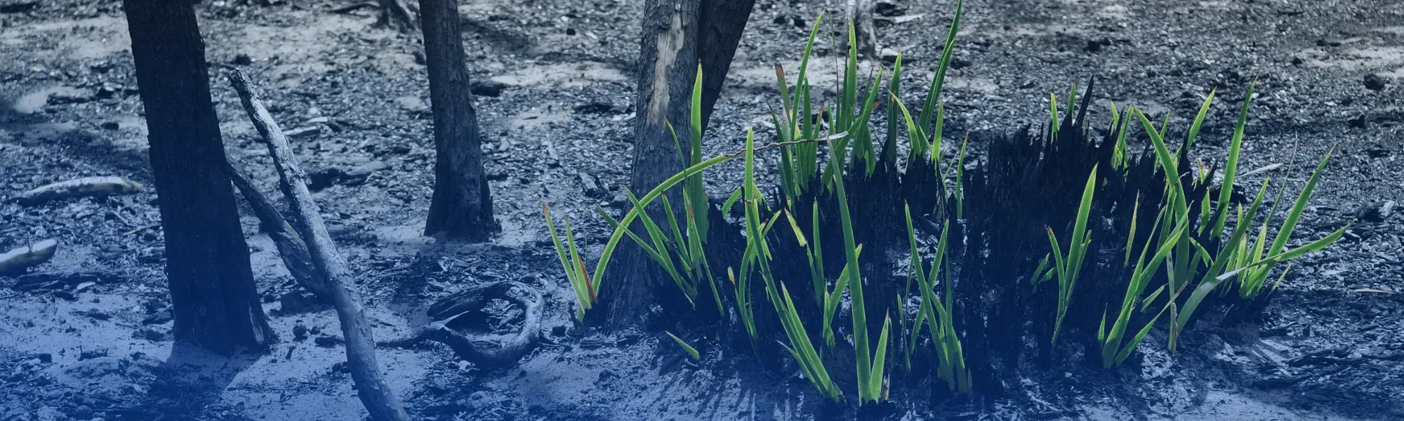 Grass grows out of charred ground