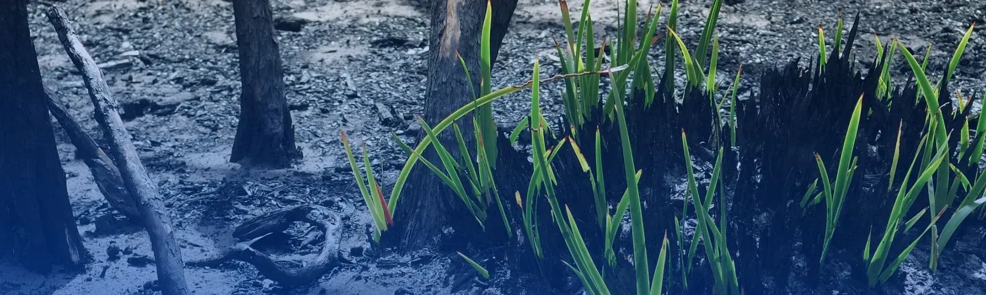 Grass grows out of charred ground