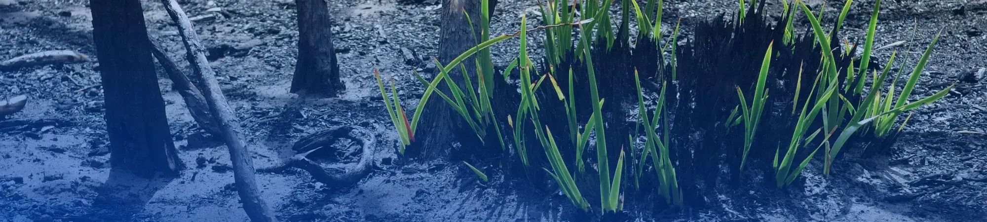 Grass growing from charred ground