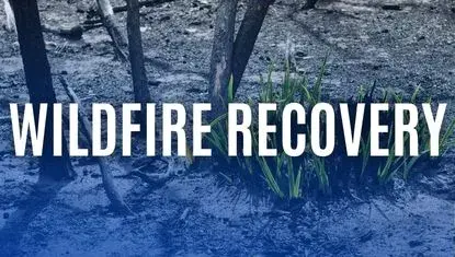 grass grows from charred ground; in foreground text reads WILDFIRE RECOVERY